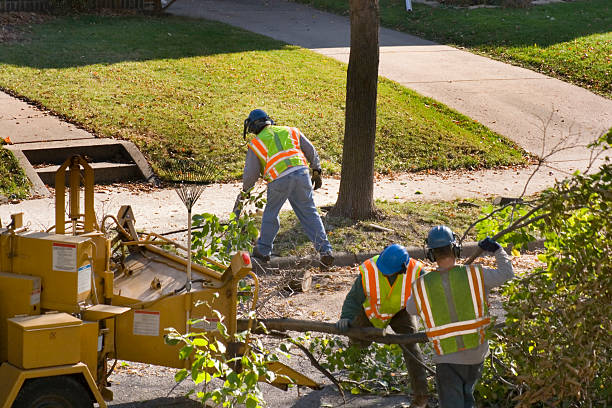 Professional Tree Care  in Grafton, WV